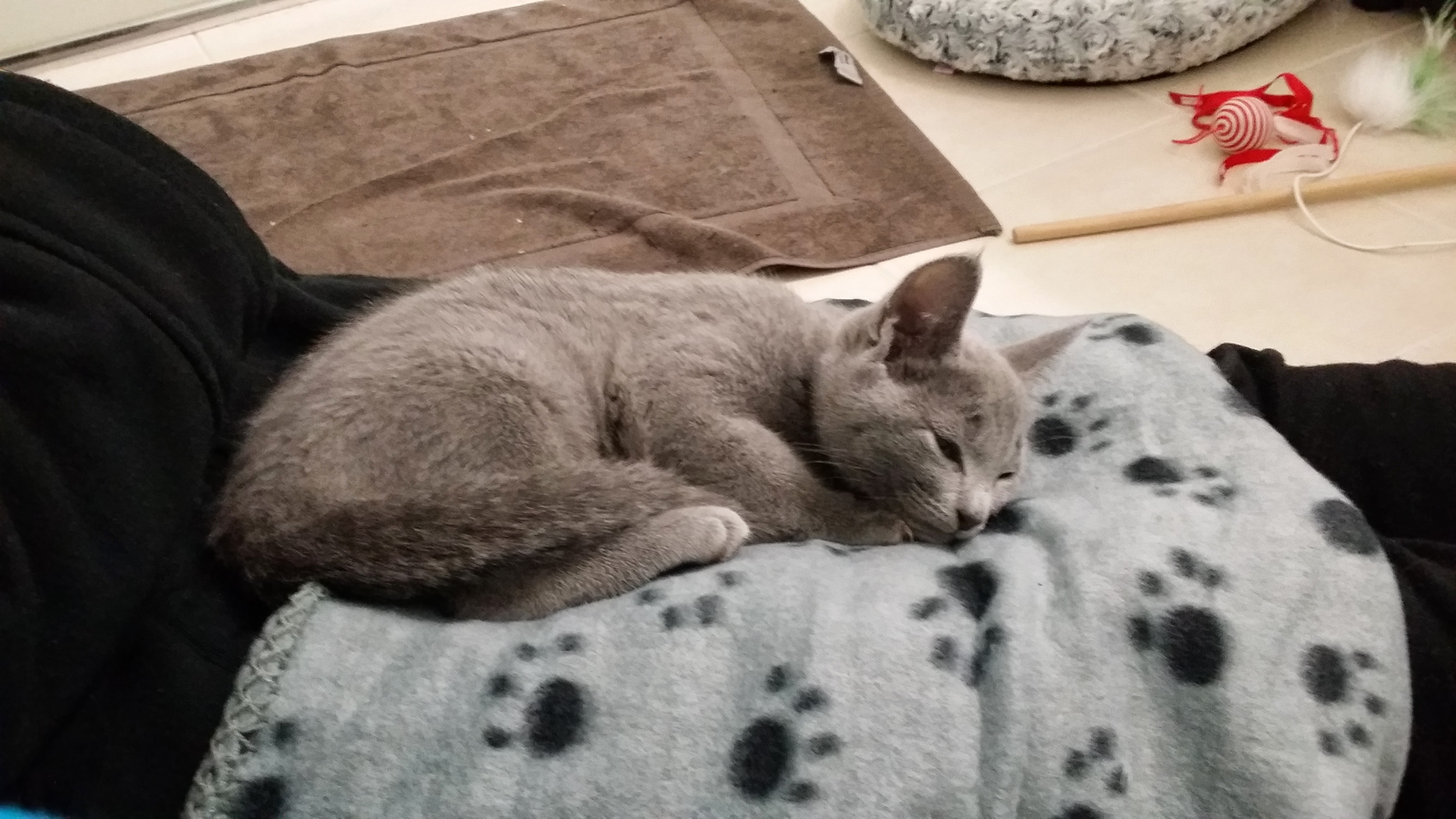 A very small, 8 week old Arya dozing off on a small grey pet blanket with little black paw prints on it