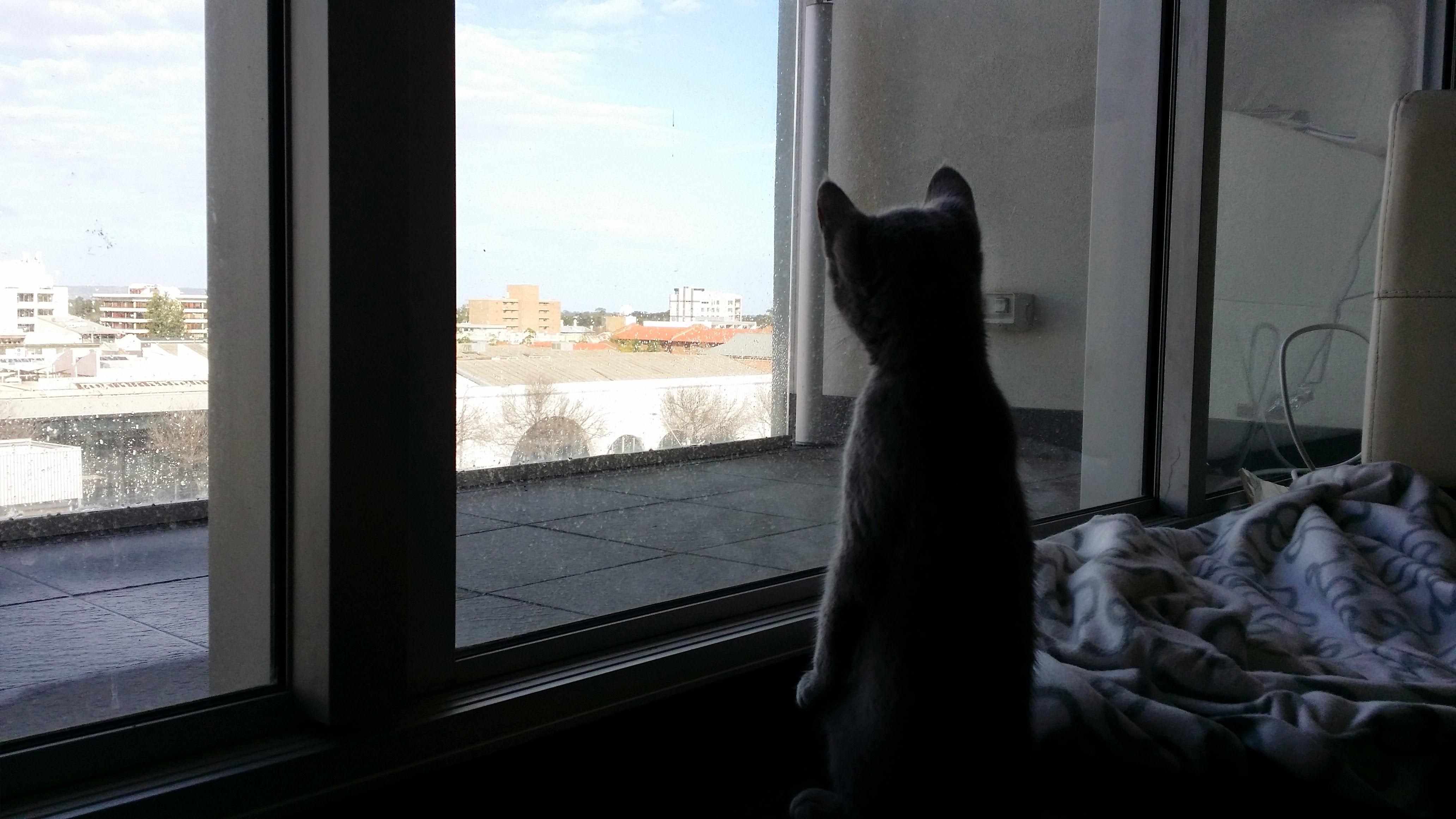 A kitten version of Arya standing like a meerkat peering out an apartment window.