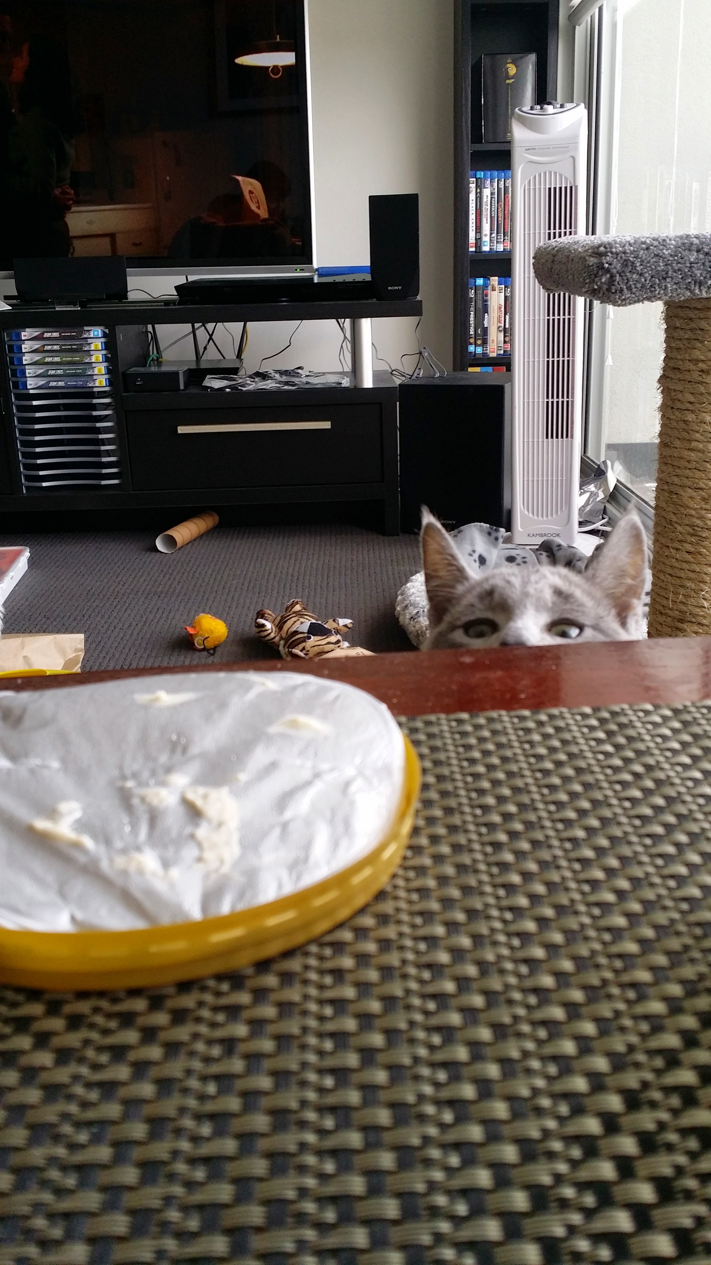 Just the top half of kitten Arya's head creeping up from under a coffee table, greedily eyeing off the foil lid from a tub of hummus (and no, she wasn't allowed to have any)