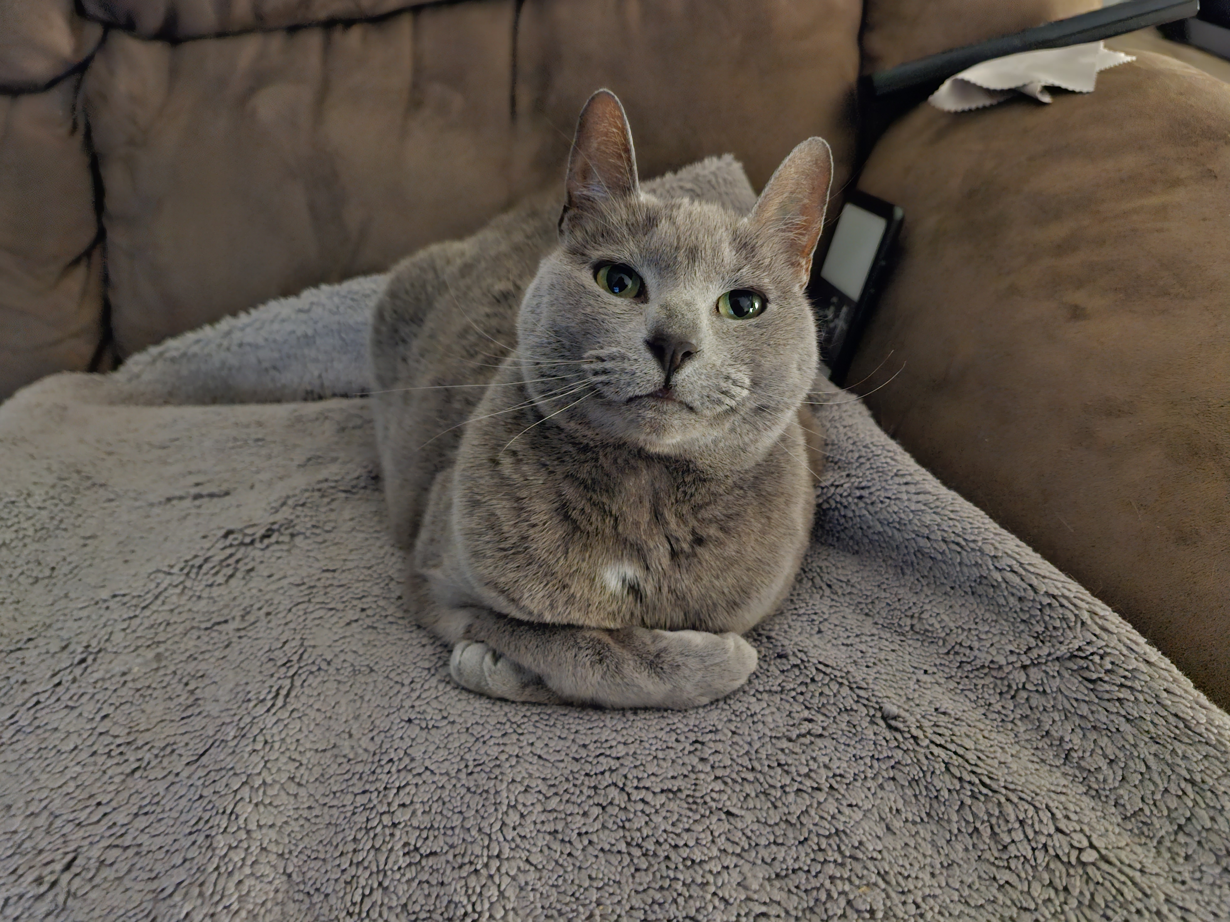 Arya lying on her grey blanket, looking very cute with her front legs crossed like a human would cross their arms.