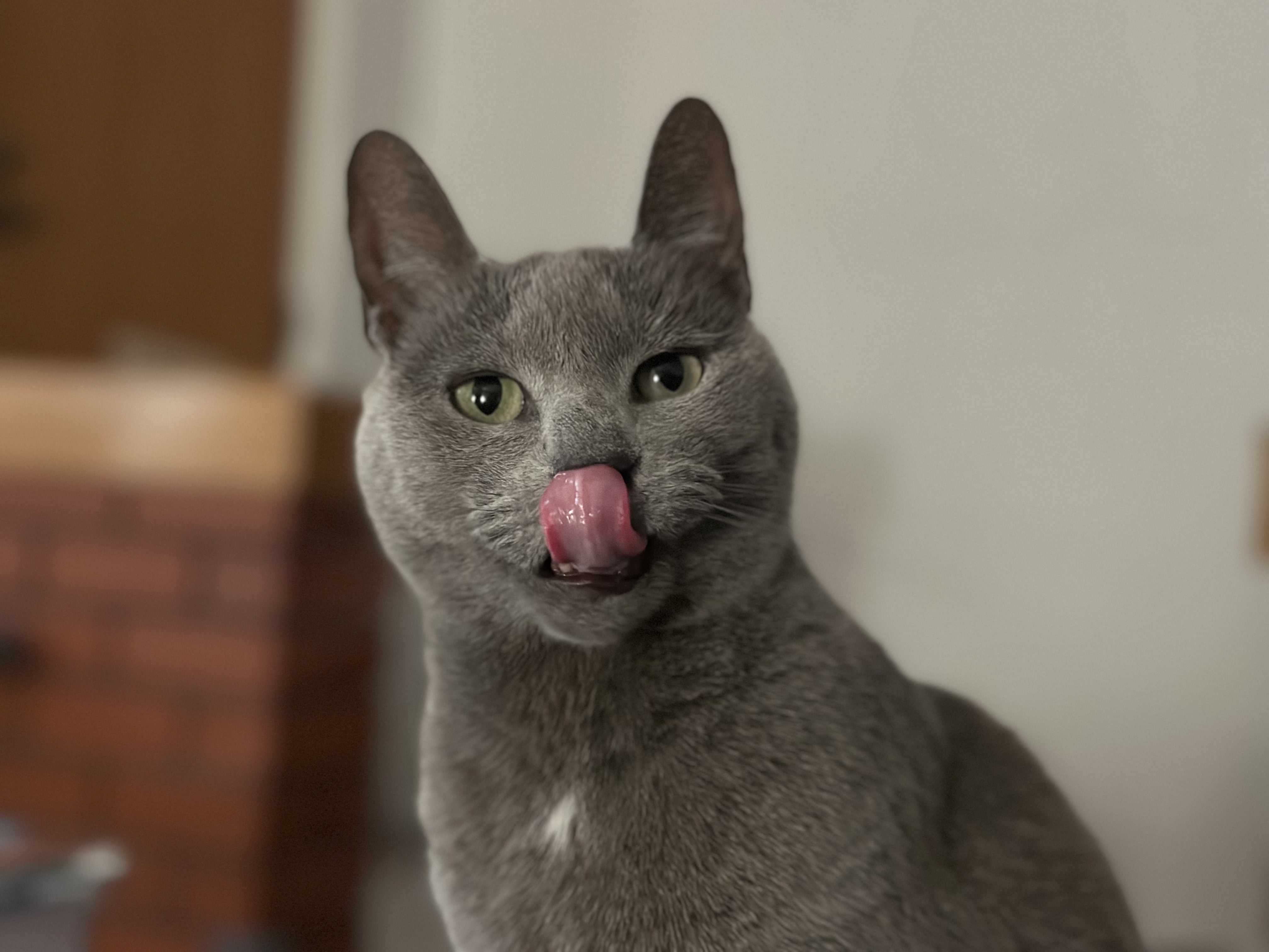 My small grey cat, Arya, with green and yellow eyes licking her lips after having a treat