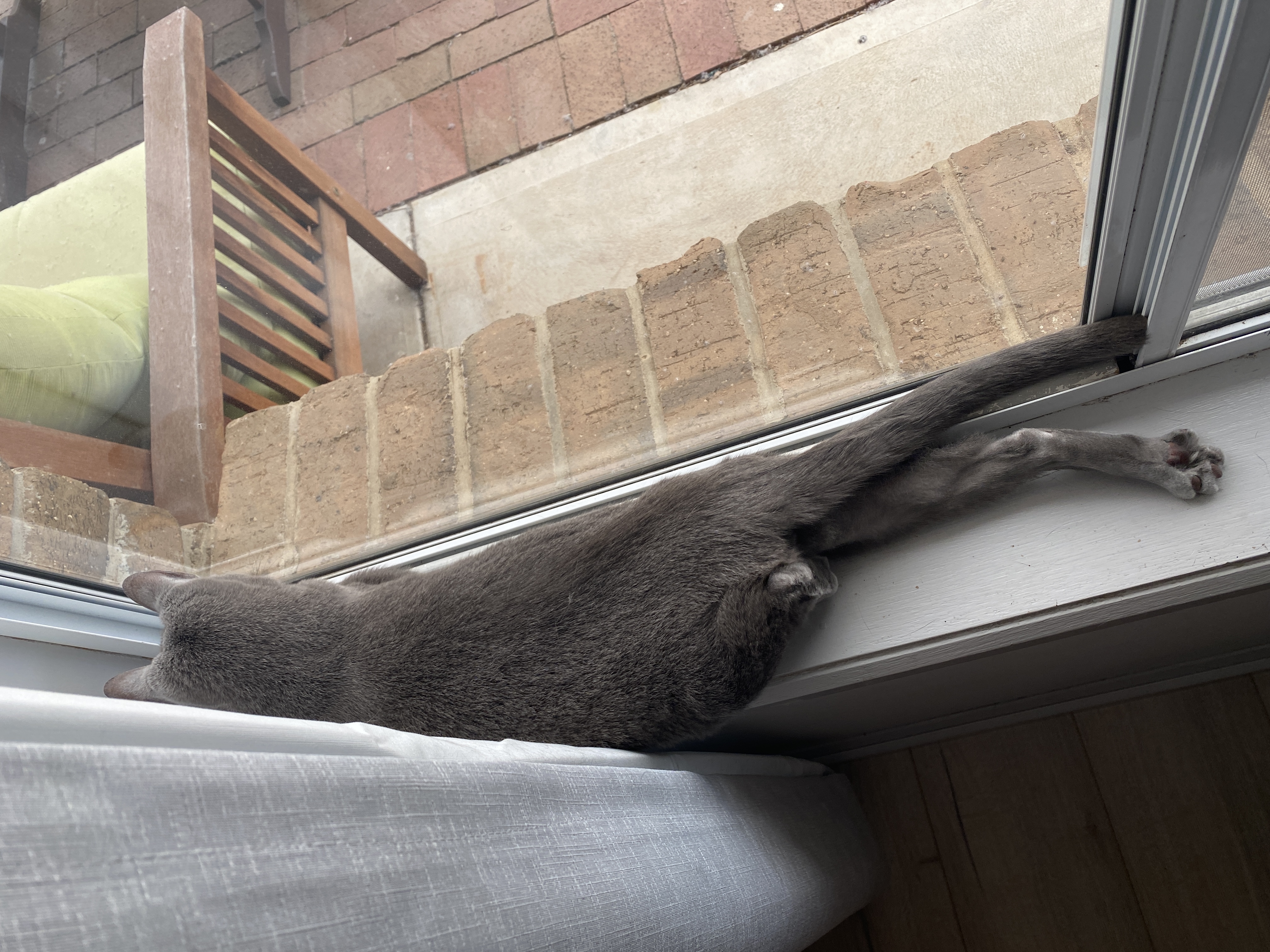 Arya lying in her favourite window, with one of her back legs inexplicably sticking straight out behind her